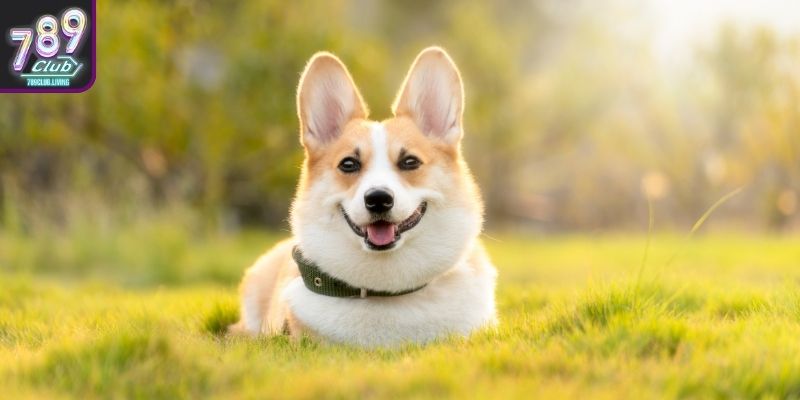 Các tình huống nằm mơ thấy chó đánh số mấy
