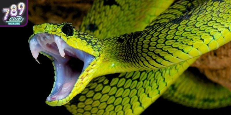 Ý nghĩa biểu tượng của rắn trong giấc mơ