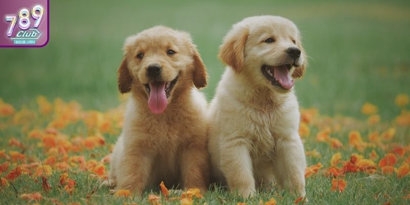 Giấc mơ thấy chó có thể mang theo nhiều thông điệp khác nhau