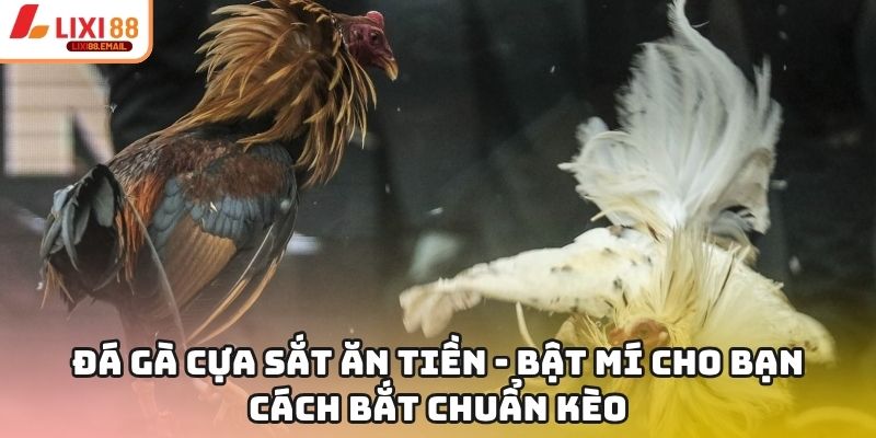 Đá Gà Cựa Sắt Ăn Tiền - Bật Mí Cho Bạn Cách Bắt Chuẩn Kèo