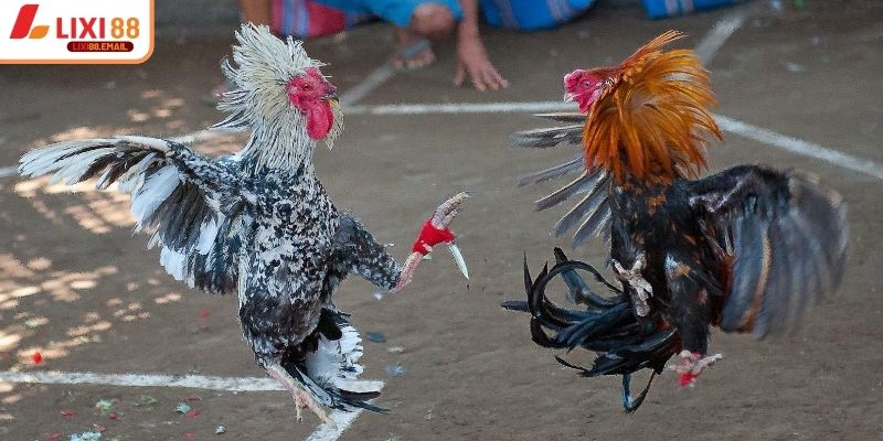 Hiểu rõ luật đá gà cựa sắt ăn tiền trước khi xuống cược