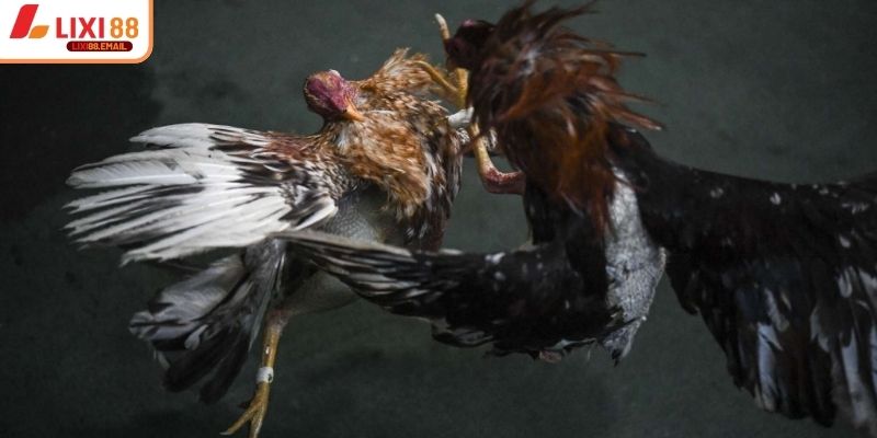 Kinh nghiệm chọn kèo đá gà cựa sắt ăn tiền dễ trúng