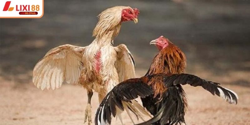 Thắng lớn cần chiến thuật đá gà cựa sắt ăn tiền rõ ràng